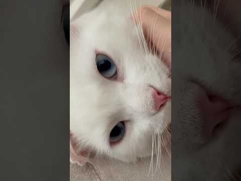 This is my little pistachio