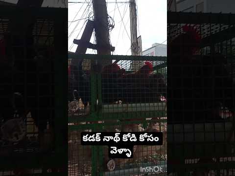 నాటుకోడి 380 లైవ్, పొట్టేలు కాళ్లు 700#food #shortsfeed #shorts