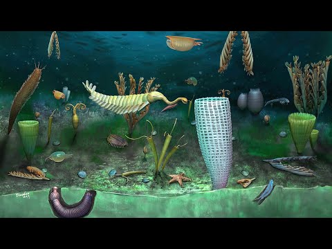 What Was Life Like During The Cambrian Period? | Part 2