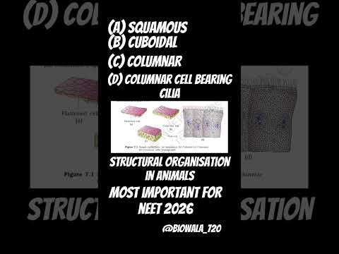 Epithelial Cells #biology #science #ncert #neet #shorts #trending #viral #doctor #youtubeshorts
