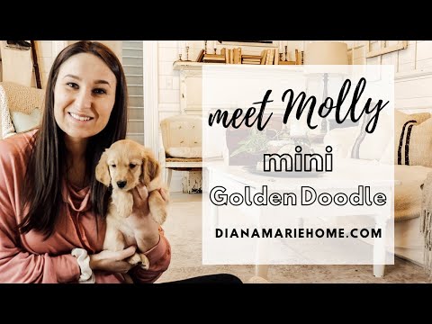 Meet Molly, Our Mini F3 Golden Doodle VLOG | Diana Marie Home