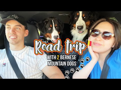 Road trip vlog smallest town in belgium + air bnb house