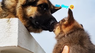 How To Introduce Two Dogs To Each Other! (Old and puppy Dog!)
