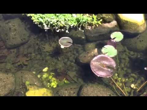 Guppies