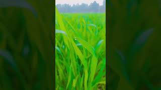 #firstvlogvideo Mana ki mushkil hai #howtoincreaseviews #myvideo #2023video #myfirstvlogviral