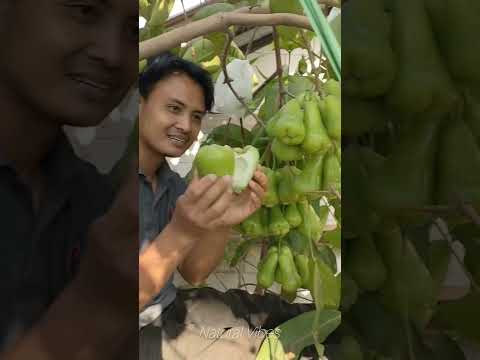 Fresh Wax Apple From the Tree! 😍🍐 The Most Juicy Fruit Ever#naturevideo#beautifulplaces