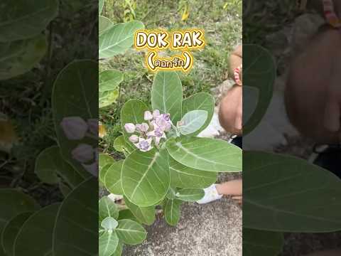The flower of love #thaiculture #ethnobotany #wildflower