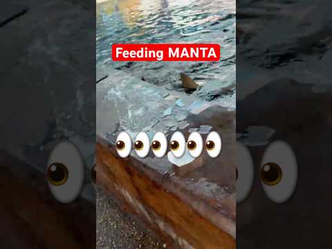 Feeding MANTA🍤#manta #roadtoo100subs #like #music #shorts #fun