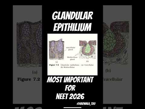 Unicellular and Multicellular Glandular Epithelium #biology #science #ncert #neet #shorts #trending