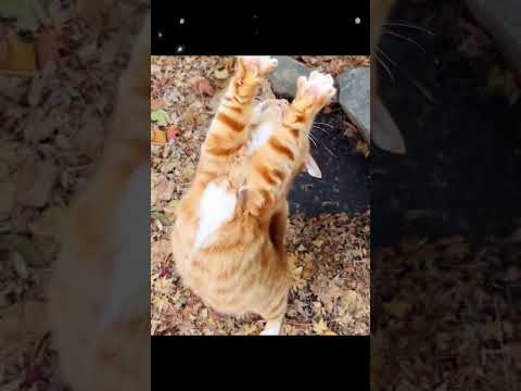 cat  cute #adorably #fluffy #wildliferescue