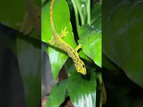 Crazy RARE Geckos From The Philippines?! *INSANE* #shorts