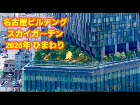 夏のひまわり、大名古屋ビルヂング スカイガーデン 2025年初夏