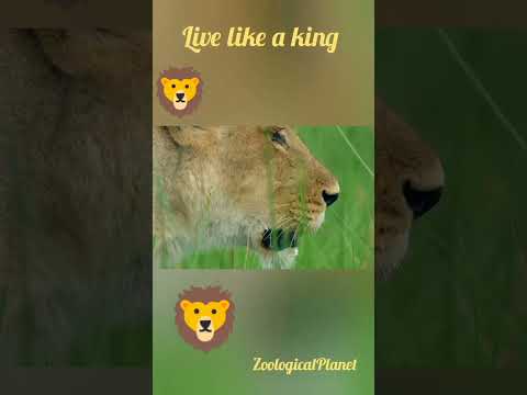 live like a king|ZoologicalPlanet||lion king#wildlife #lion #wild