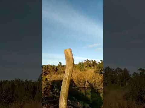 luna el tabo - tabito