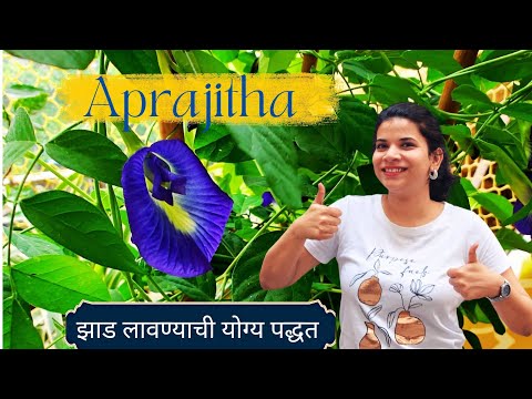How To Grow Aparajita Plant🌿||अपराजिता चं झाड लावण्याची योग्य पद्धत|| Get More Flowers||Lucky Plant
