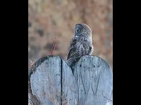 Great Gray owl is very Beautiful #short #birds #owl #wildlife