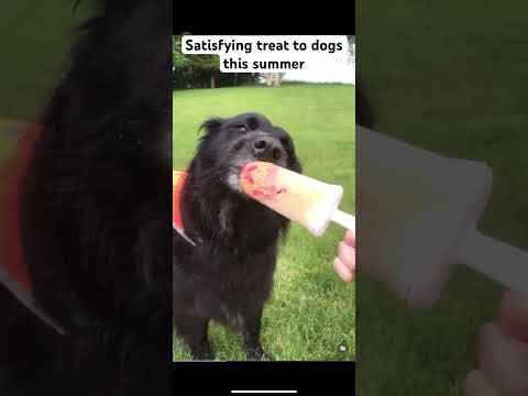 Give popsicle to your dog and watch how they appreciate it.