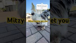 Bird behavior feisty lil rooster body.Did he Make you jump? #birdbehavior #jumpscare  #bantambirdy
