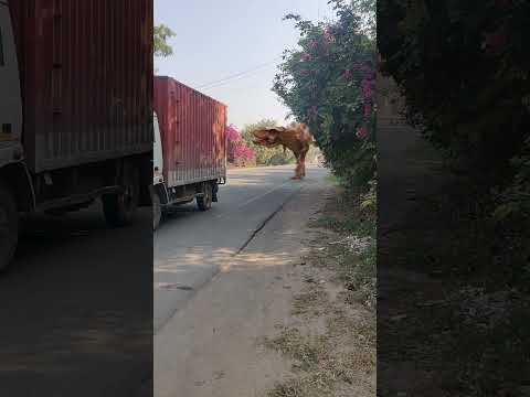 T-Rex Chasing Truck 🐍 #Snake #Shorts