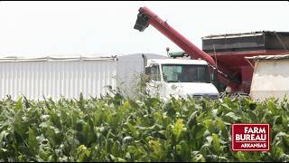 Opting for Fiscally “Safer” Crop