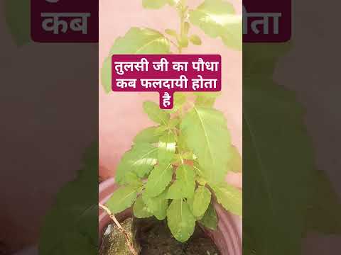 तुलसी जी का पौधा कब  फलदायी होता है #pradeepmishrajidhankeupay