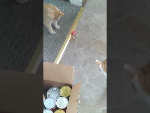 cats get new toy