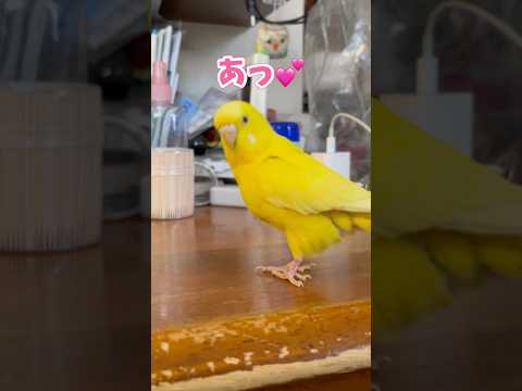 みんな〜元気？ #セキセイインコ #小夏