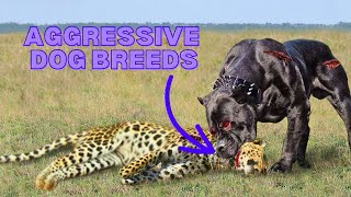 Top10 Dangerous Dog Breeds in the world! #dashlist