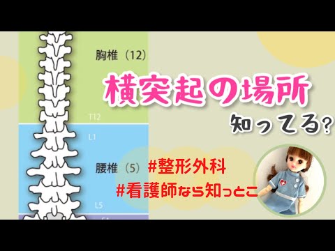 横突起ってどこか知ってる？整形外科看護師なら知っとけと昔いわれたｗ＃看護師＃整形外科＃勉強＃新人ナース