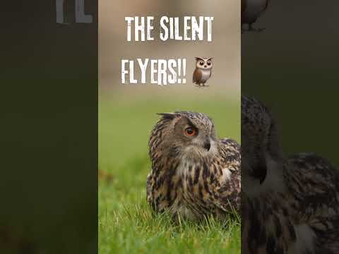 GHOSTS OF THE NIGHT!! #facts #factsyoudidntknow #birds #owl #animals #nature #amazing #amazingfacts