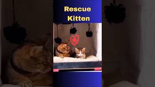 🐱 Heartwarming Rescue! Tiny Kitten Gets a New Chance at Life ❤️ #shorts #trending #cats