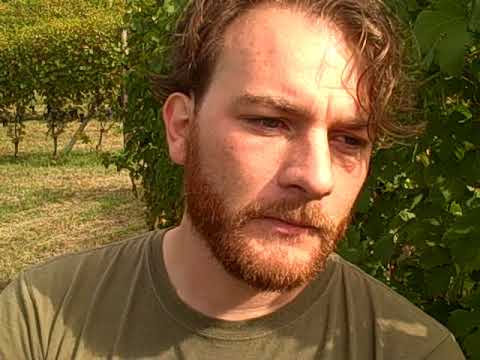 DBGitalia joins Diego Conterno as they harvest 2019 Langhe Nascetta, Sept.