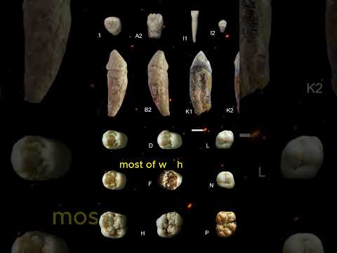 The largest ape that ever existed | Gigantopithecus | Strange facts you never knew #shorts