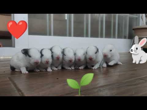 Funny Rabbits Activities #7KittensPhotoShoot #Photoshoot #FunnyBunnies #RabbitFunWorld #SHORTS