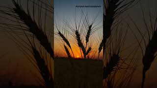 #gehukifasal #kisan #farming #farmer #krishi #khetibadi #how to better production