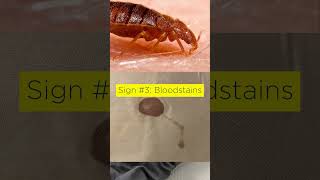 7 Signs of BED BUGS #shorts