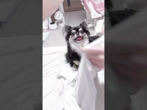 我が家の癒し🐶❕#犬 #犬のいる暮らし