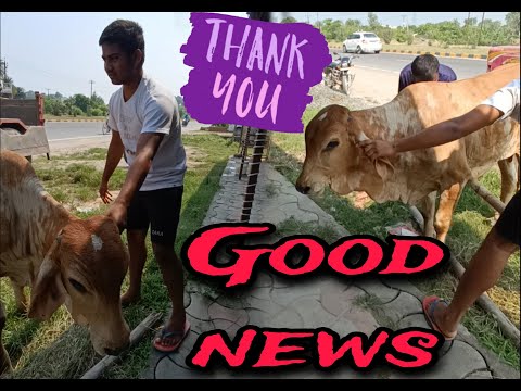GOOD NEWS 😍 || Nandi maharaj khade ho gay ❣️ ||  ap sabhi ka bahut bahut shukriya #viral #shortvideo