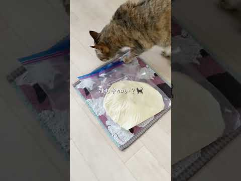 うどんこね大会　#猫 #cat