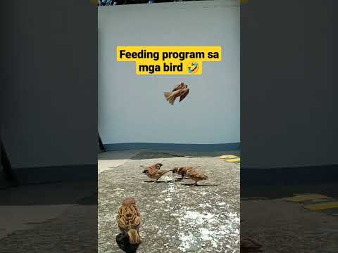 hungry bird
