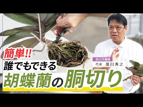 [Phalaenopsis] Easy! Anyone can cut the stem of a Phalaenopsis orchid