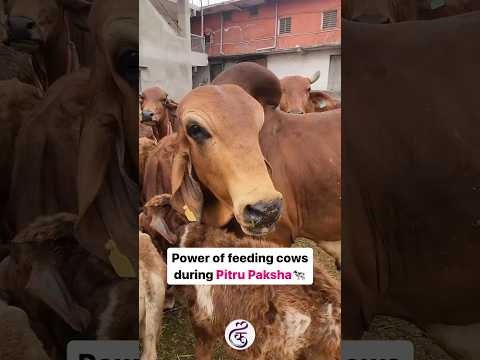 Power of feeding cows during Pitru Paksha🐄#pitrupaksha #shradhpaksh #vastu #astrologer #tarotcards