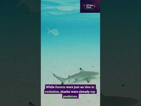 Trees Came AFTER Sharks ? #20secfacts #didyouknow #earthfacts #sharks #dangerous #underseaadventure