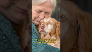 How to Adopt from Let's Adopt