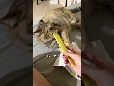 ねこじゃすれない #猫 #cat
