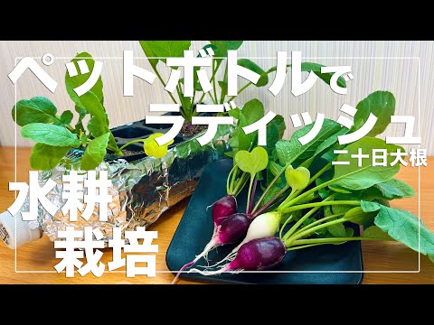 【新しい水耕栽培】ペットボトルで簡単に二十日大根を育てる！種まきから収穫まで解説！