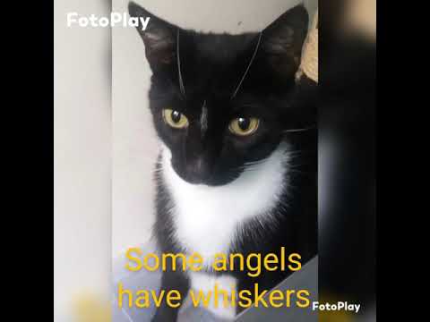 Memorial video for my cat Figaro
