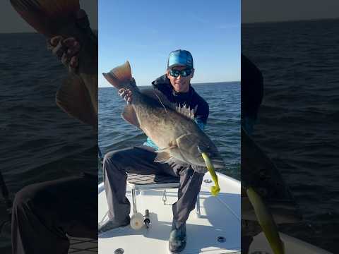 THUMP ON THE JIG!💥. Nothing hits harder inshore! 💪💪💪 #fishing #grouper