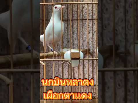 นกบินหลาดงเผือก ตาเเดง