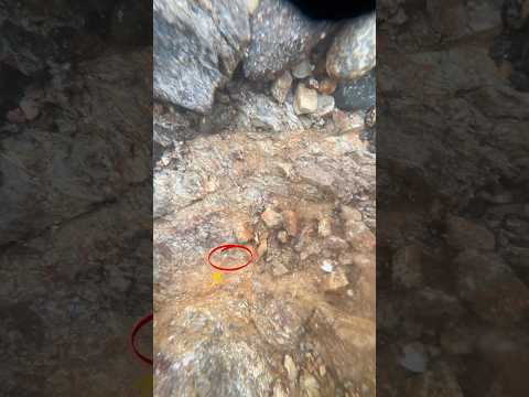 Smashing the gold this year 💪 #goldpanning #goldprospecting #goldrush